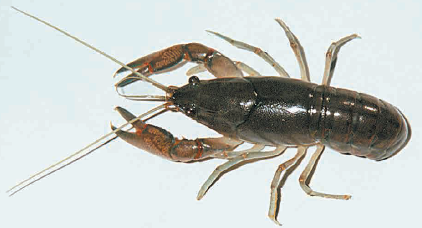 cropped-Yabby.png