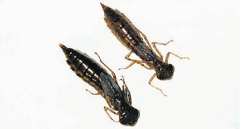 Mudeye